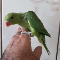 مرکز تخصصی طوطی سانان کیانشاه|پرنده|نیشابور, هفده شهریور|دیوار