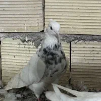 دو تا طوقی نر|پرنده|میانه, |دیوار