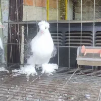 کبوتر جکسون فول|پرنده|رضوانشهر, |دیوار