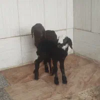 فروش دوراس بره شیری