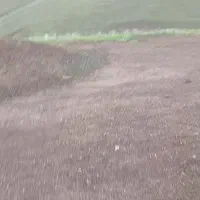 کود دامی برای باغ