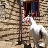 مادیان|اسب و تجهیزات اسب‌سواری|ماهیدشت, |دیوار