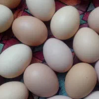 تخم مرغ محلی ارگانیک گلپایگان|خوردنی و آشامیدنی|پاکدشت, خاتون آباد|دیوار