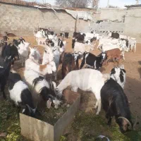 فروش بز و بزغاله