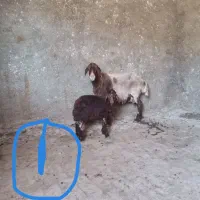 میش بره نر و ماده