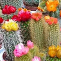 انواع گل کاکتوس ایرانی وخارجی