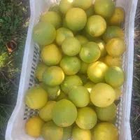 پرتقال تازه مستقیم از باغ|خوردنی و آشامیدنی|قم, محمد آباد|دیوار