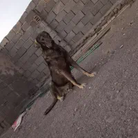 سگ عراقی ماده