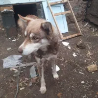 توله هاسکی گلد.چشم یخی