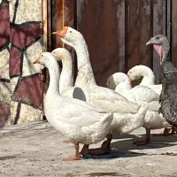 خروس و مرغ لاری ، غاز لیندا و بوقلمون