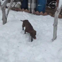 سگ آلمانی پوینتر|سگ|دماوند, دماوند|دیوار