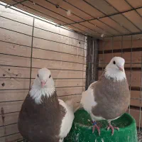 جفت کن فلزی