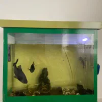 آکواریوم وجاکفشی