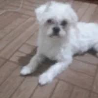 سگ پکنیز|سگ|تبریز, |دیوار