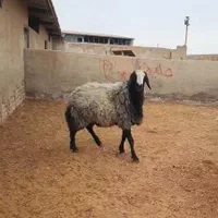 گسفندجهت نگه داشتن|حیوانات مزرعه|اردکان, |دیوار