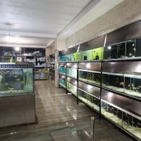 گوپی آکواریوم سیچیلاید آروانا پلنت گلدفیش بچه مولی