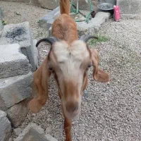 بز ماده|حیوانات مزرعه|بندر کنگان, |دیوار