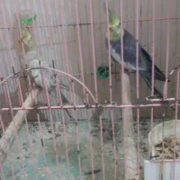 جفت عروس هلندی