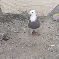 یه کفتر ماده طوقی|پرنده|جم, |دیوار