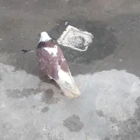 یک عدد شازده معاوضه با یک جفت کفتر