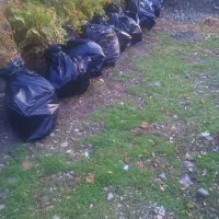 فروش بهترین و پربارترین نهال سماق سردشت|خدمات باغبانی و درختکاری|سردشت, |دیوار