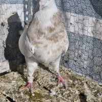 طوقی .|پرنده|تهران, تختی|دیوار