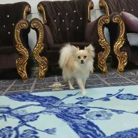 پامر