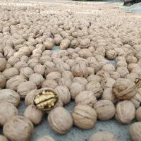 گردو|خوردنی و آشامیدنی|الشتر, |دیوار