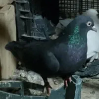 کفتر ملکی دونه ای 400