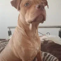 پیتبول ماده ۹ماهه|سگ|ری, دیلمان|دیوار