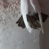 کبوتر|پرنده|اردبیل, |دیوار