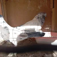 کفتر|پرنده|سیرجان, |دیوار