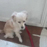 فروش سگ نژاد اشپیتز