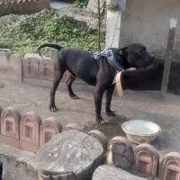 سگ نر پیتبول ۱ سال و ۲ ماه