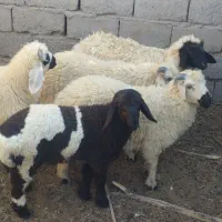 گوسفند