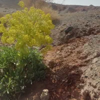 دوتا بره نر سبک وزن