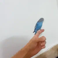 مرغ عشق