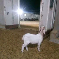 فروش-دامداری