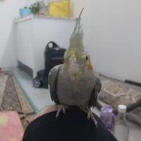 عروس هلندی|پرنده|مشهد, توس (بلوار توس)|دیوار