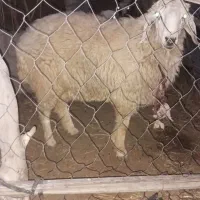 گوچ نر