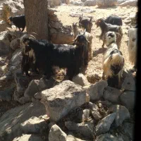 ۳۰ راس بز بفروش میرسد|حیوانات مزرعه|ایذه, |دیوار