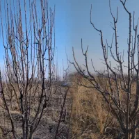 هرس کاری بالو