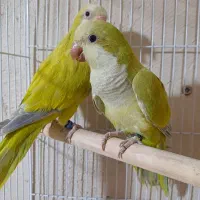 جفت طوطی راهب مولد بشرط و جفت مولد مولد بشرط