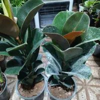 گلکده پاچیرا|گل و گیاه طبیعی|یزد, |دیوار