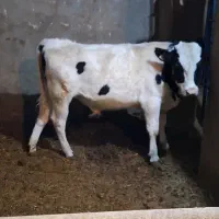 فروش گوساله هلشتان  دشتی