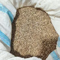 بذر گشنیز خارجی و تره فرنگی