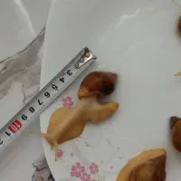 حلزون آلوبینو