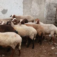 چهارده راس گوسفند آبستن درجه یک|حیوانات مزرعه|آمل, |دیوار