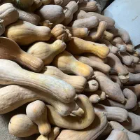 کدو حلوایی شیرین و زرد با قیمت ۲۲هزار تومان