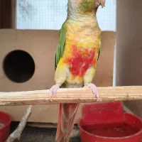 گیرینچیک مولد